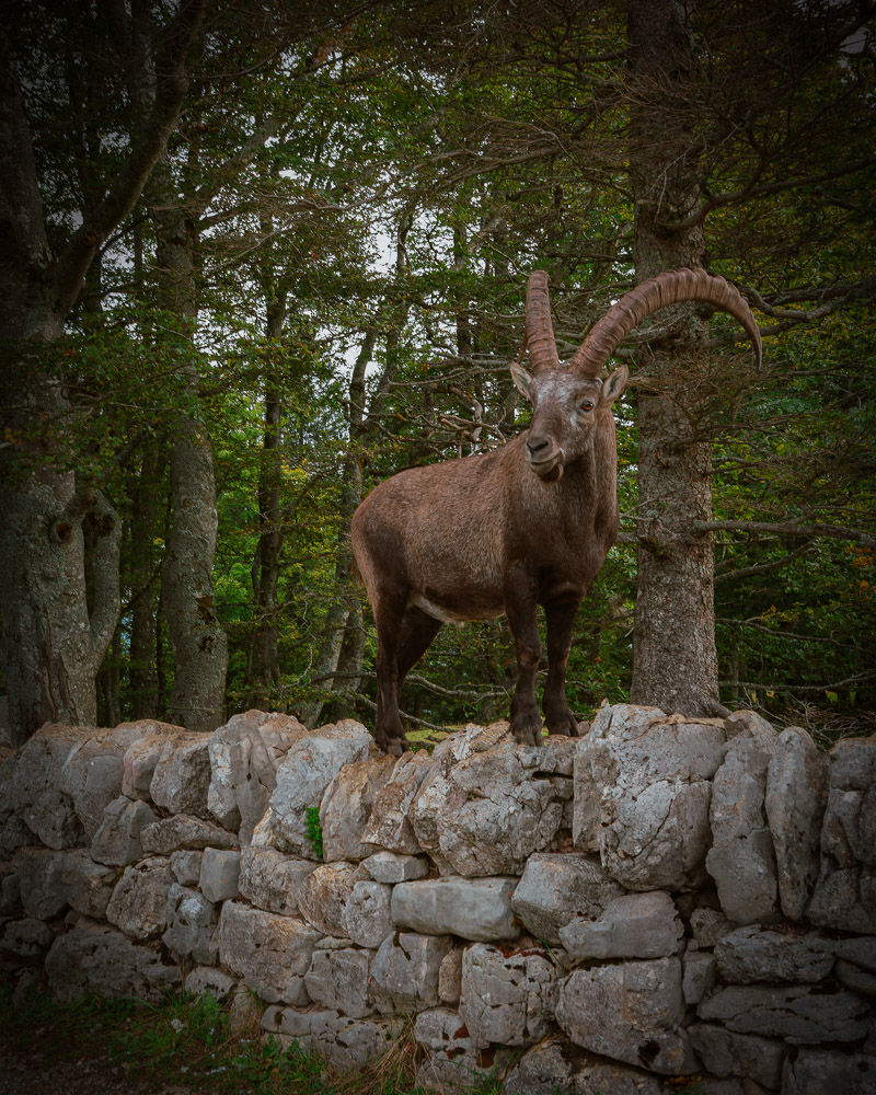 Alpensteinbock auf einer Trockensteinmauer vor Wald